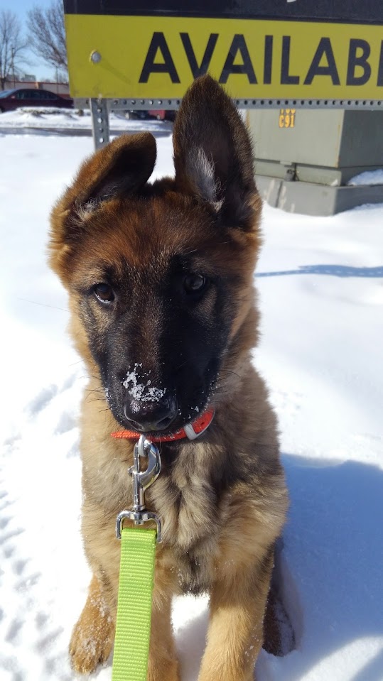 SnowDog