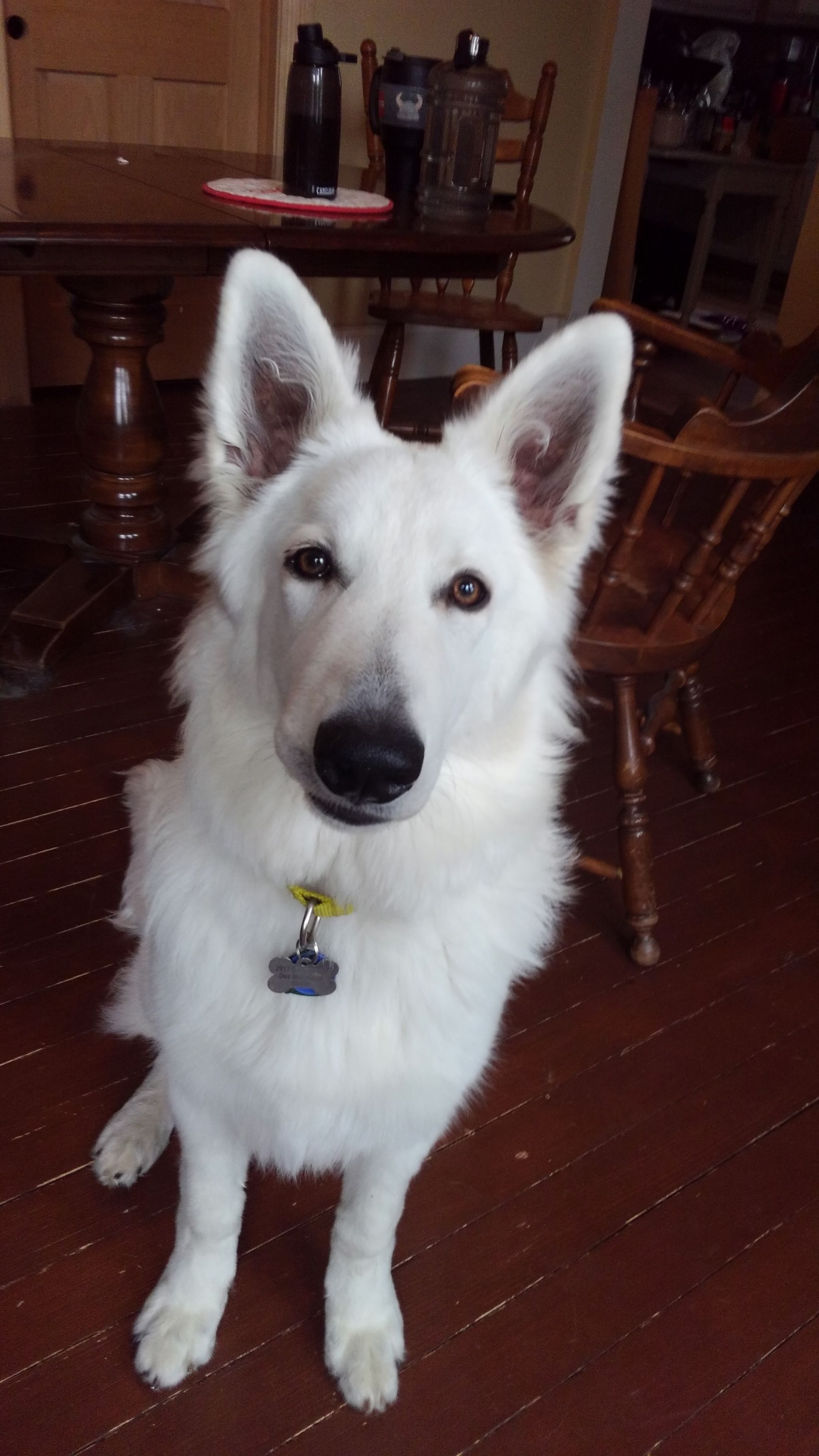 White-Dog
